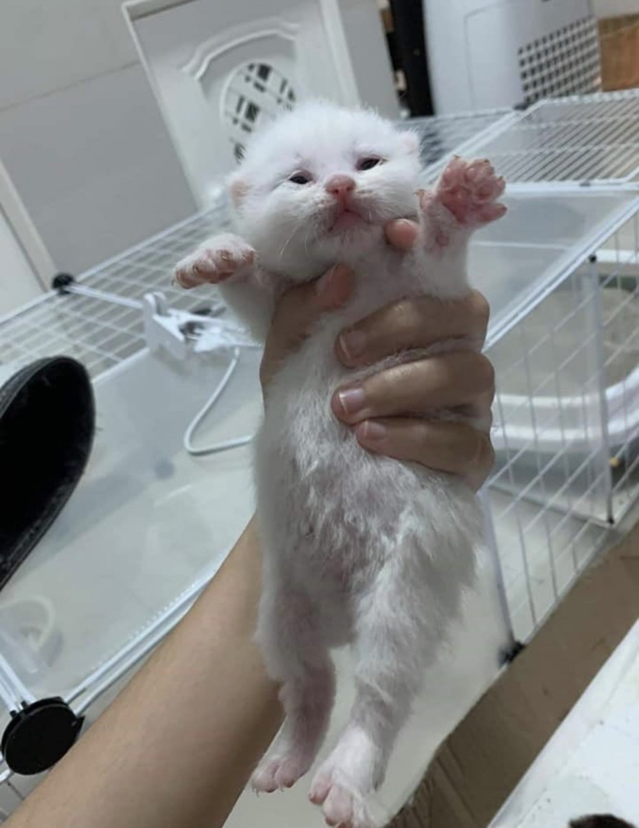 Котята Нонга