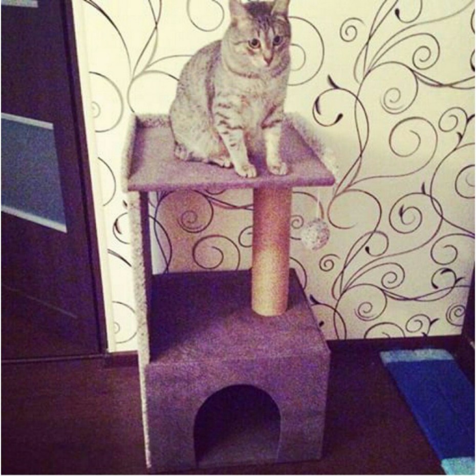 Домик для кота
