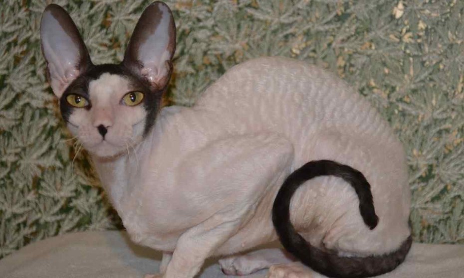 Королевская кошка конишекс