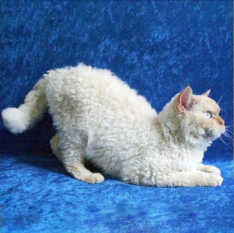 Корниш рекс рыжий