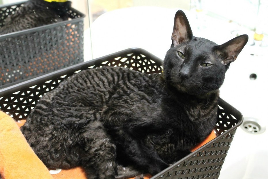 Кошка каракуль