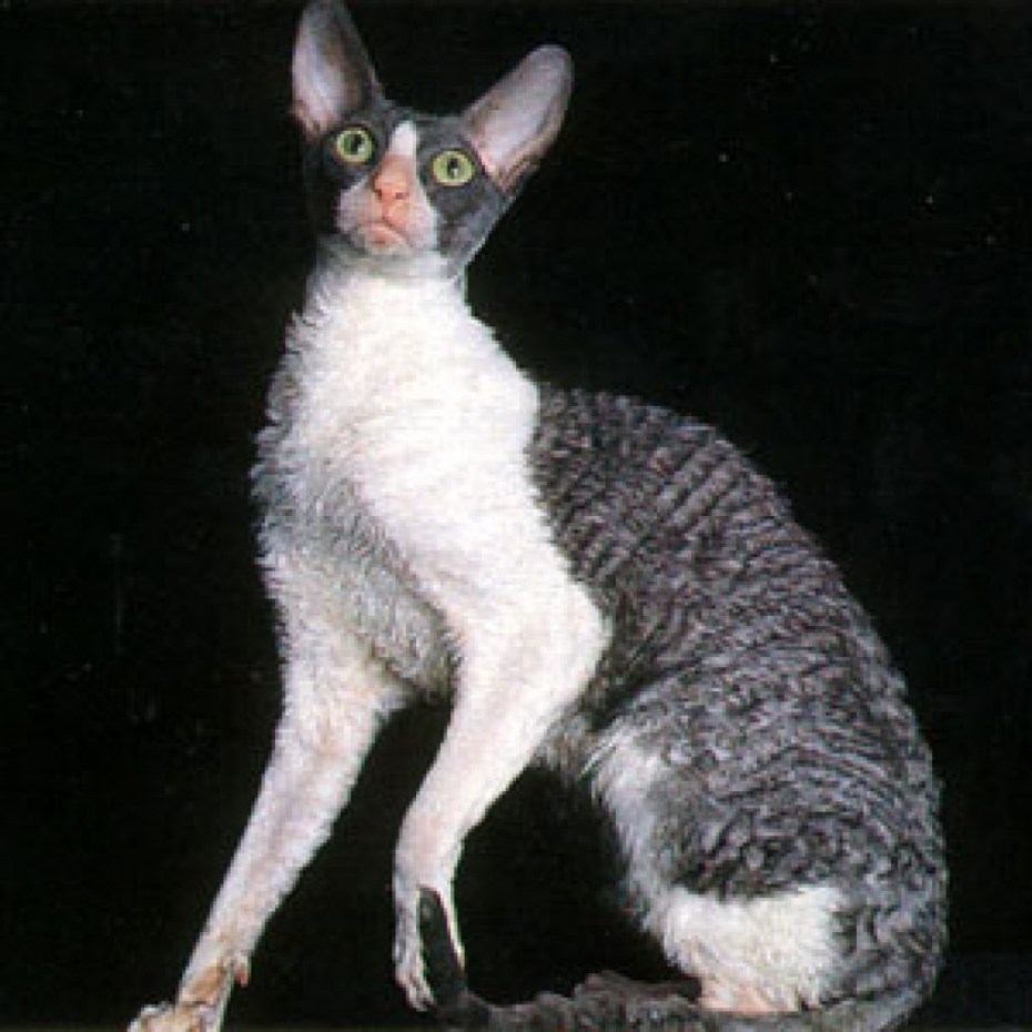 Кот сфинкс с шерстью каракулевый