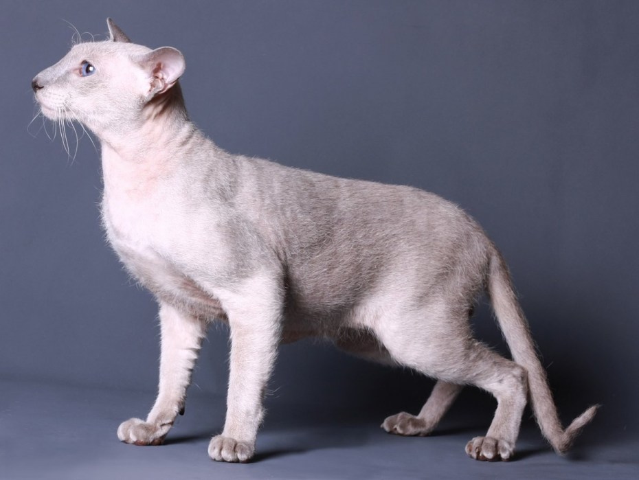 Корниш рекс кошка белая