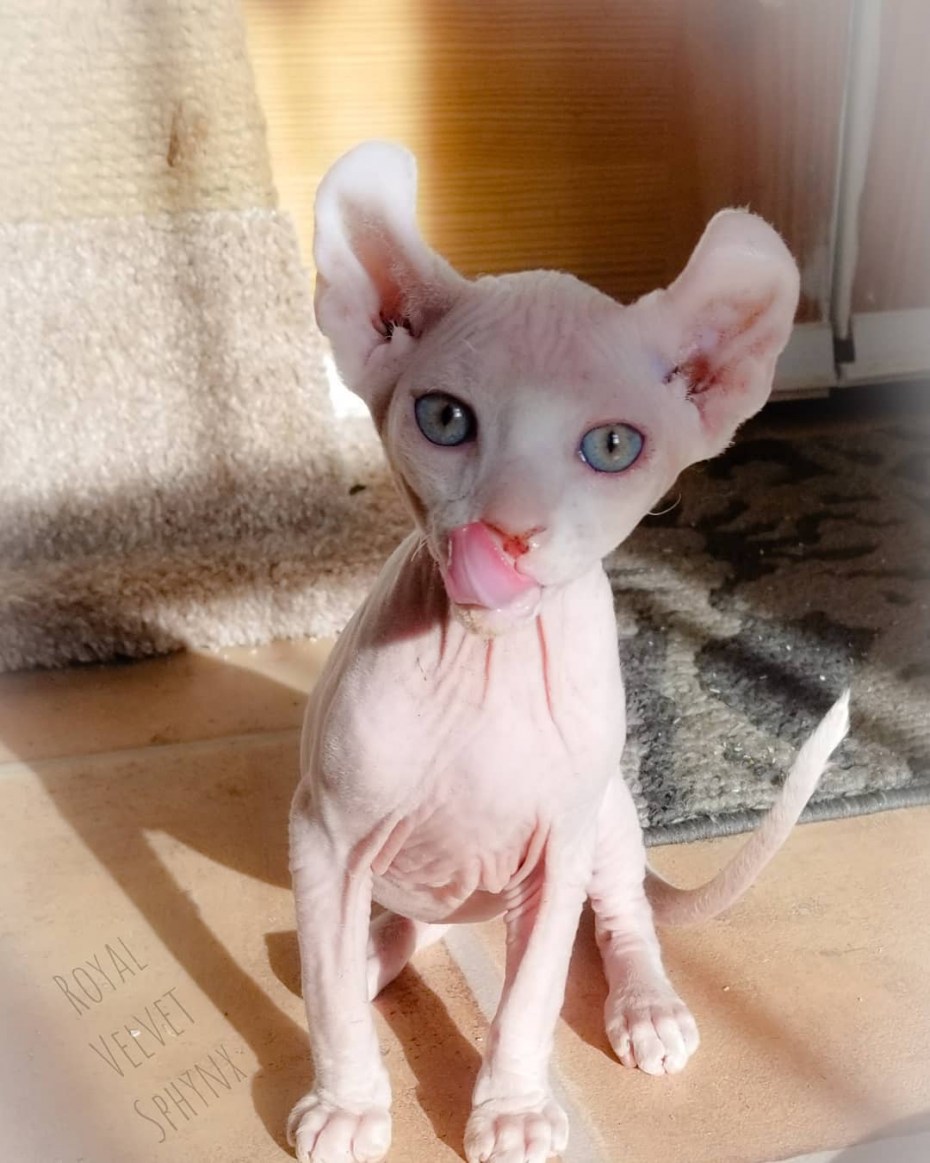 Сфинкс кошка