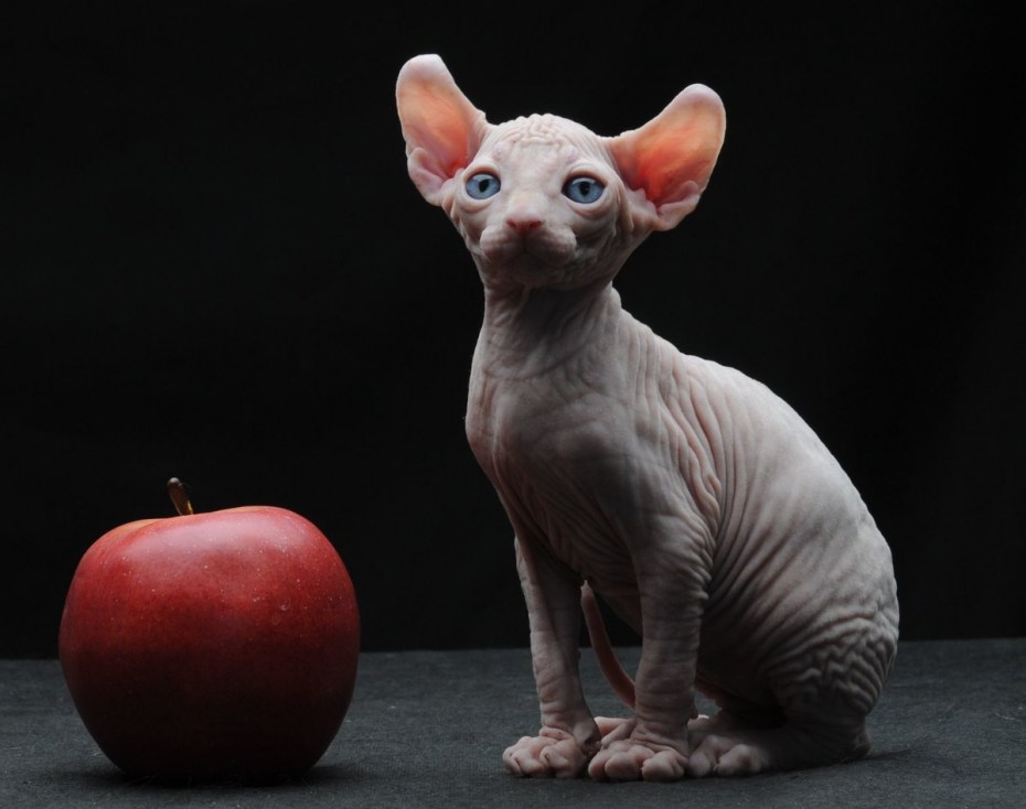 Кот Эльф игрушка