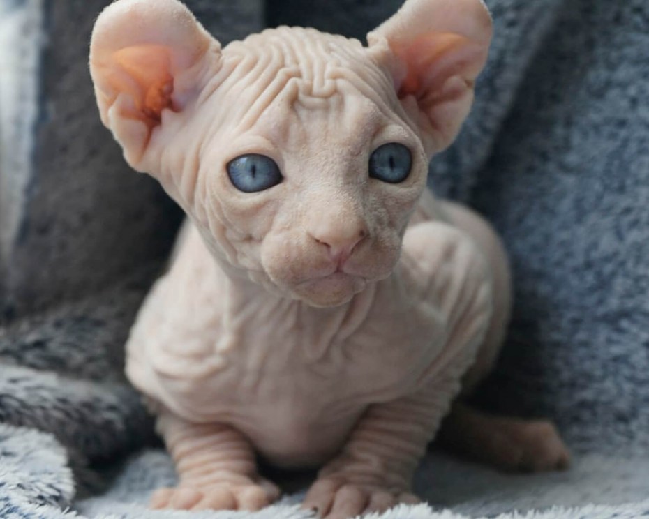 Сфинкс Эльф котенок