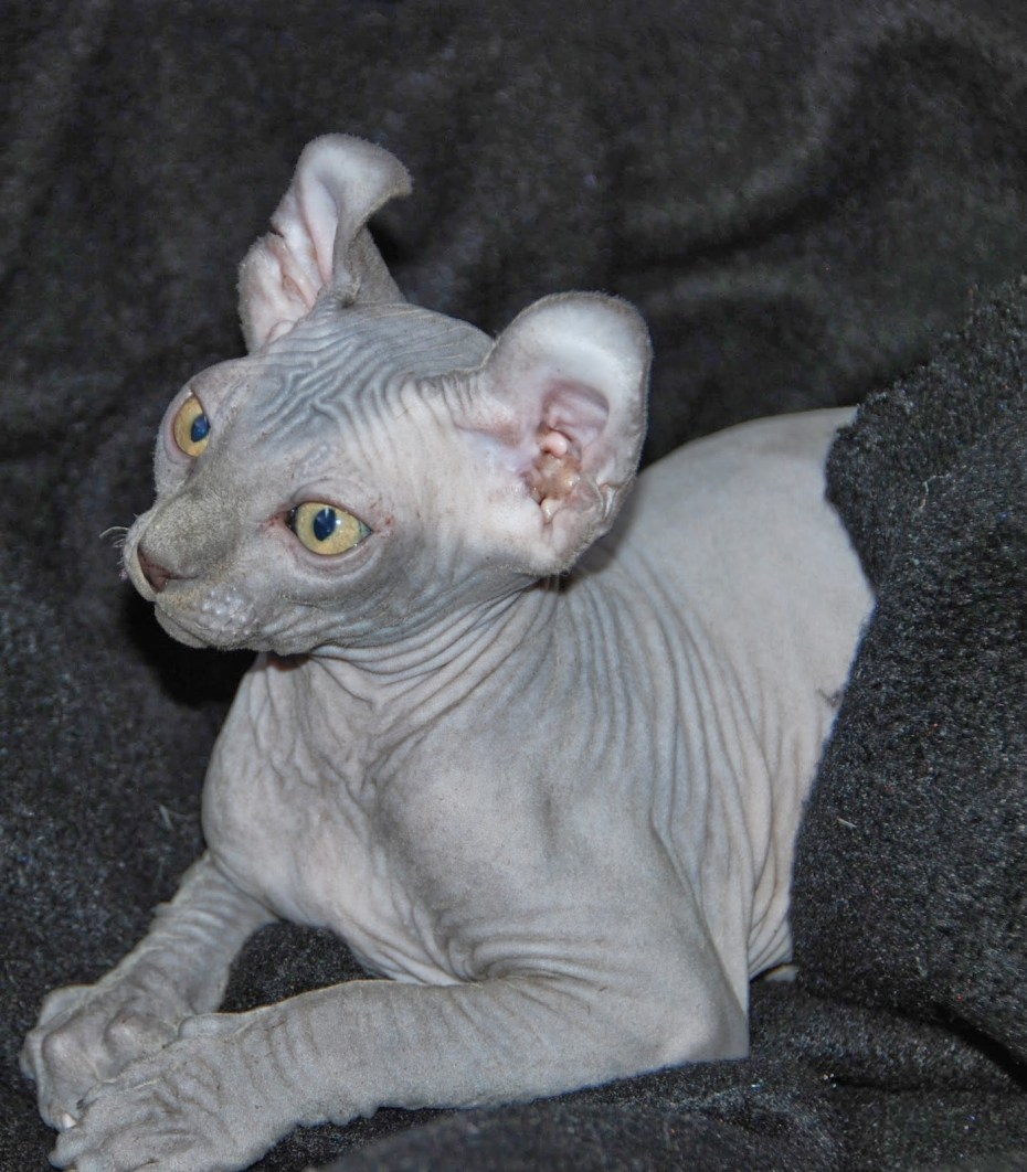 Эльф сфинкс кошка