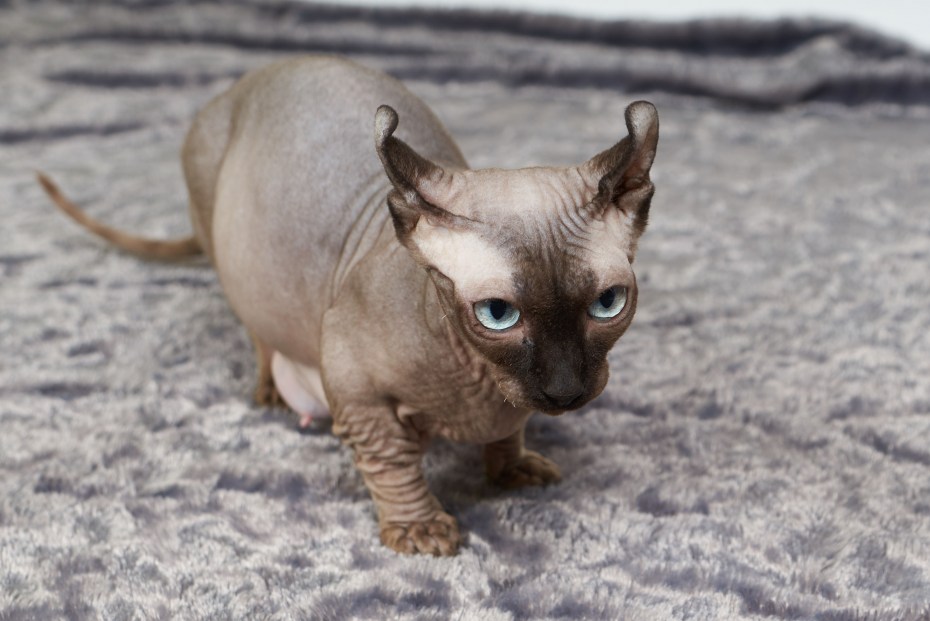 Манчкин Эльф кошка