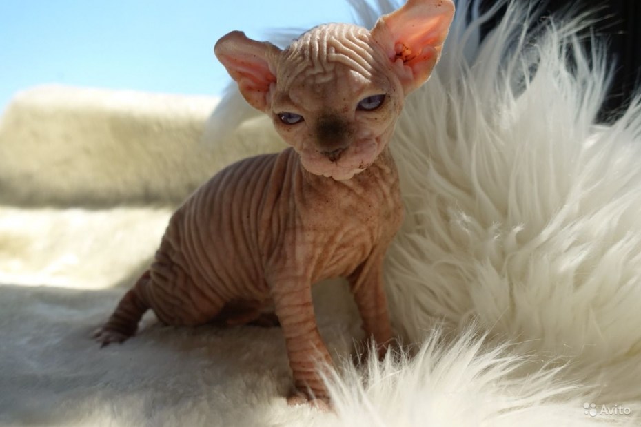 Котята эльфы купить