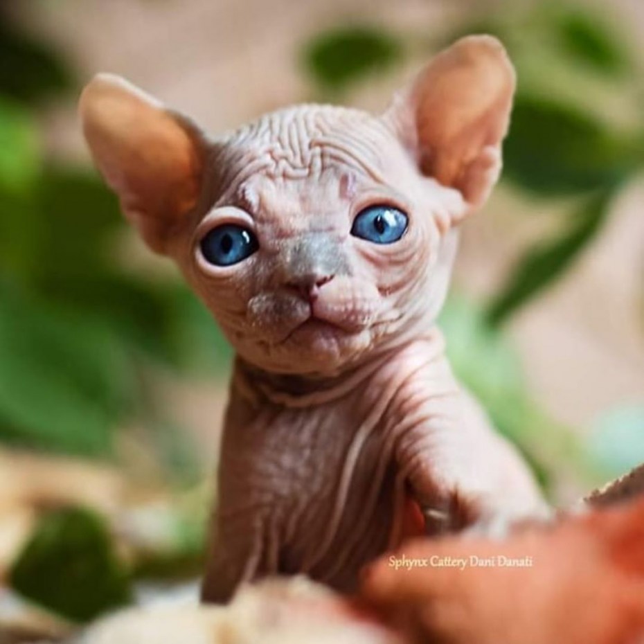 Сфинкс котёнок милый Эльф