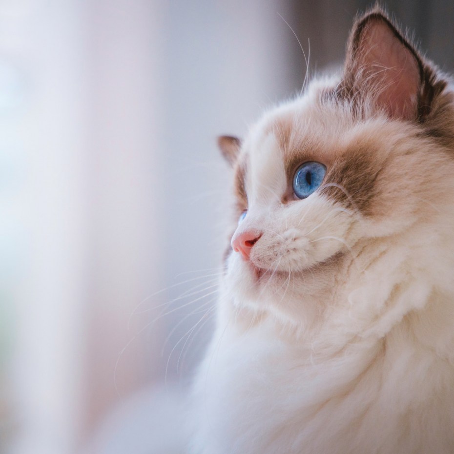 Светлый кот с голубыми глазами