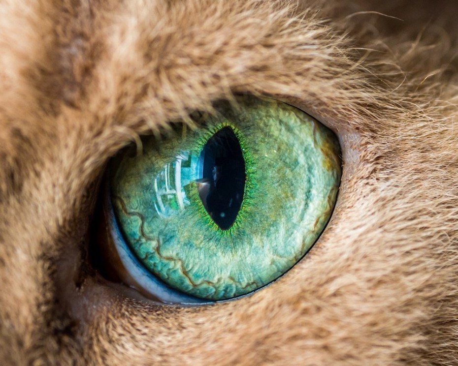 Кошачий глаз