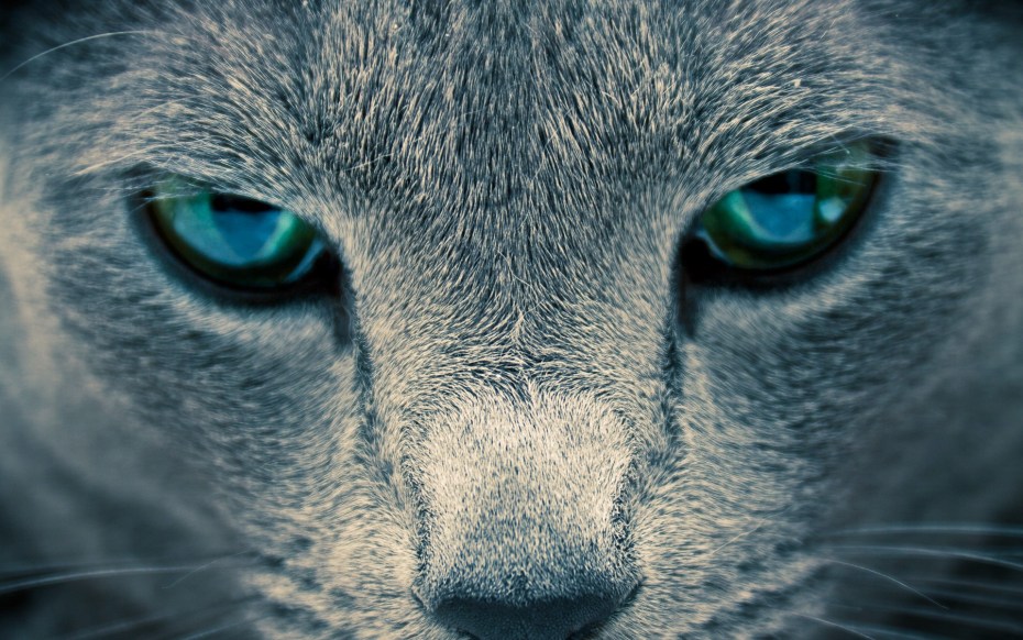 Глаза кошки