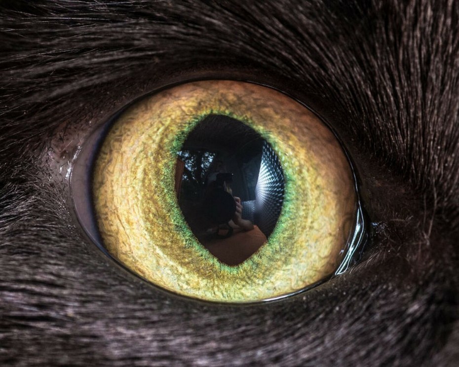 Кошачий глаз