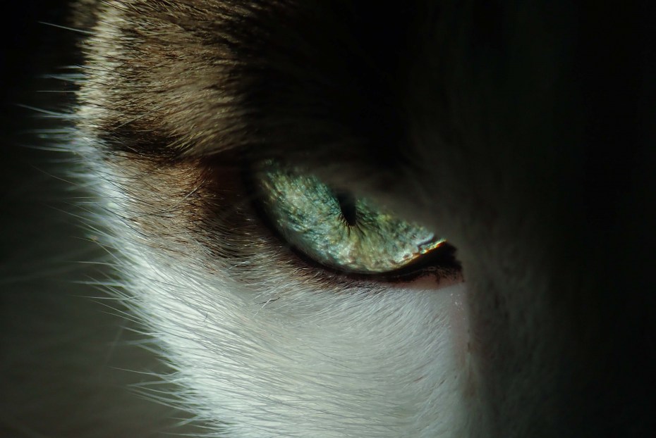 Кошачий глаз