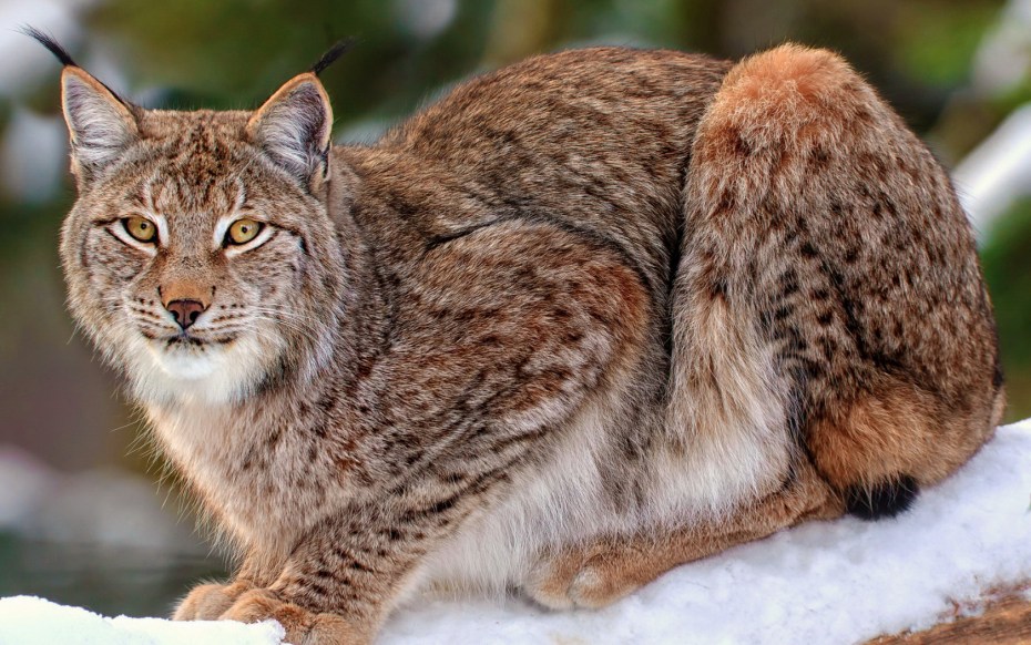 Сибирская Лесная кошка Рысь