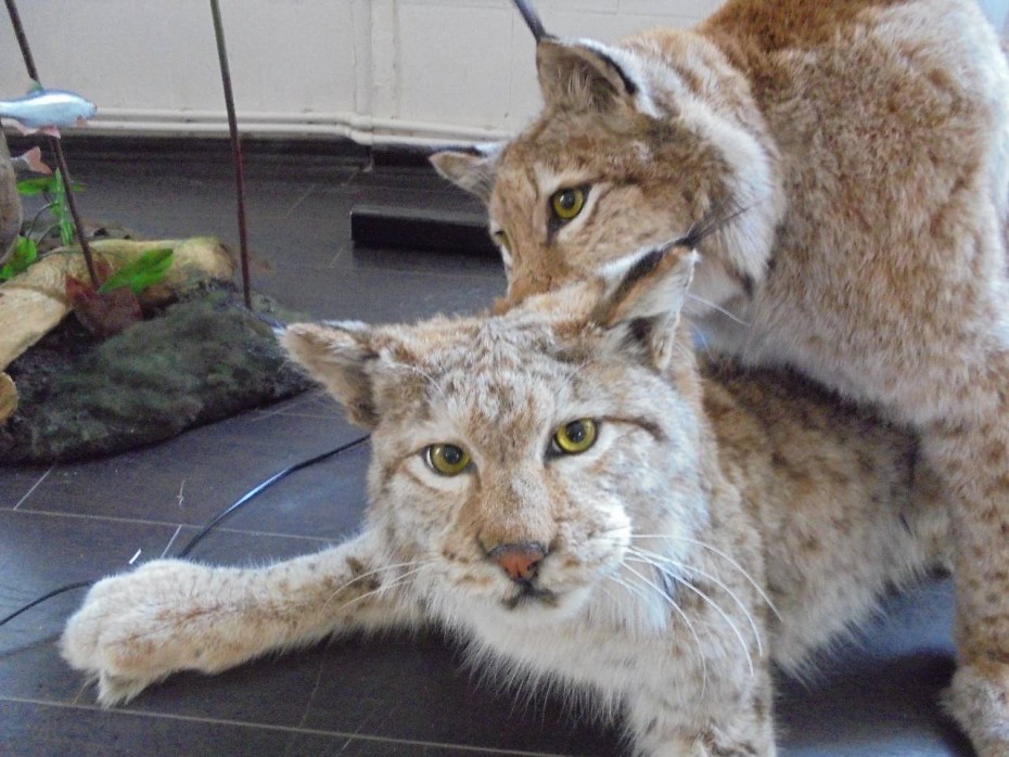 Коты скрещенные с рысью