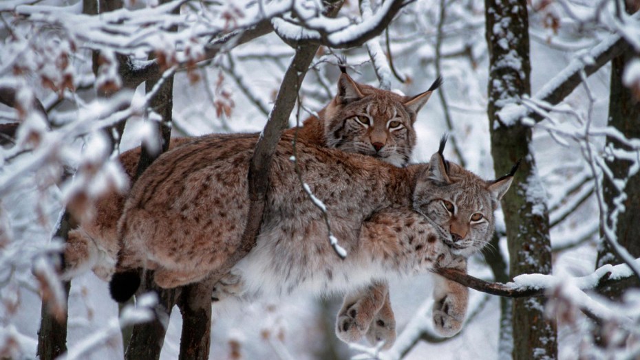 Ocelot Lynx