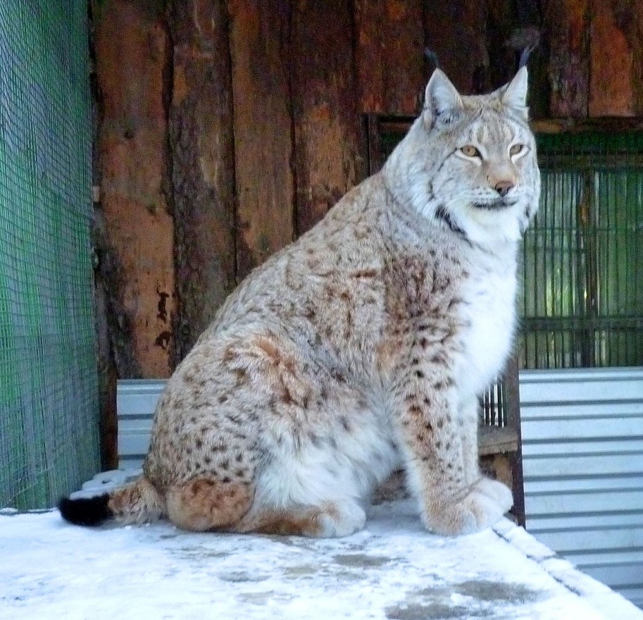 Сибирский хищный кот сидит