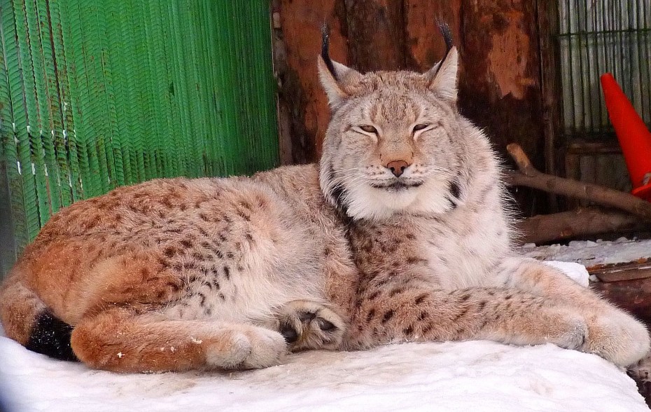 Туркменский каракал