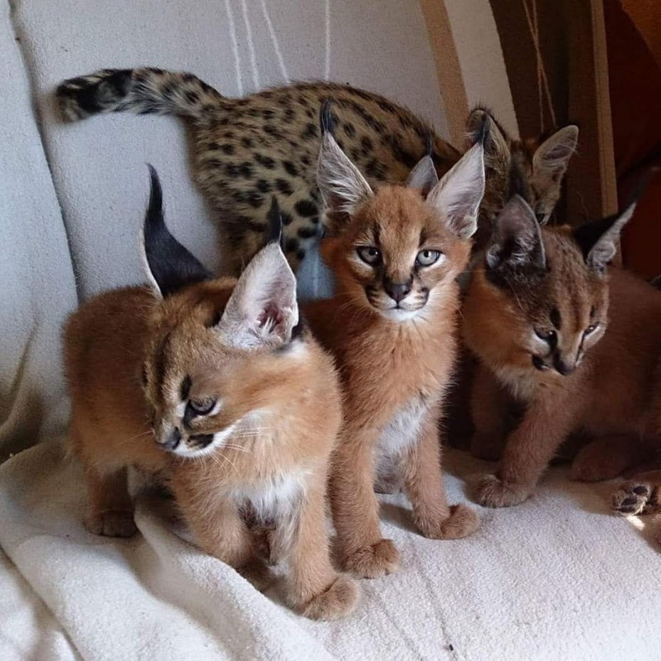 Бобкэт кошка домашняя