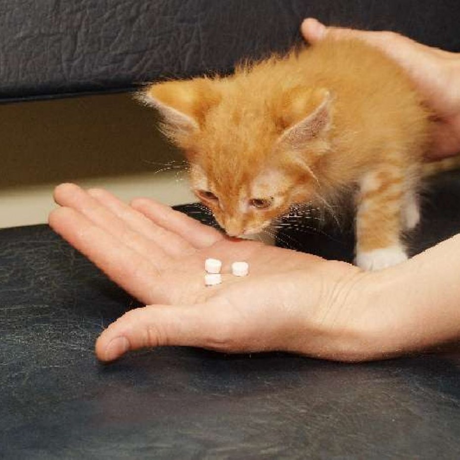 Панлейкопения у кошек котёнок