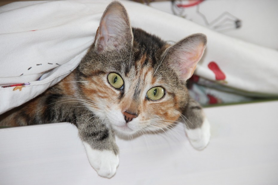 Больной котик