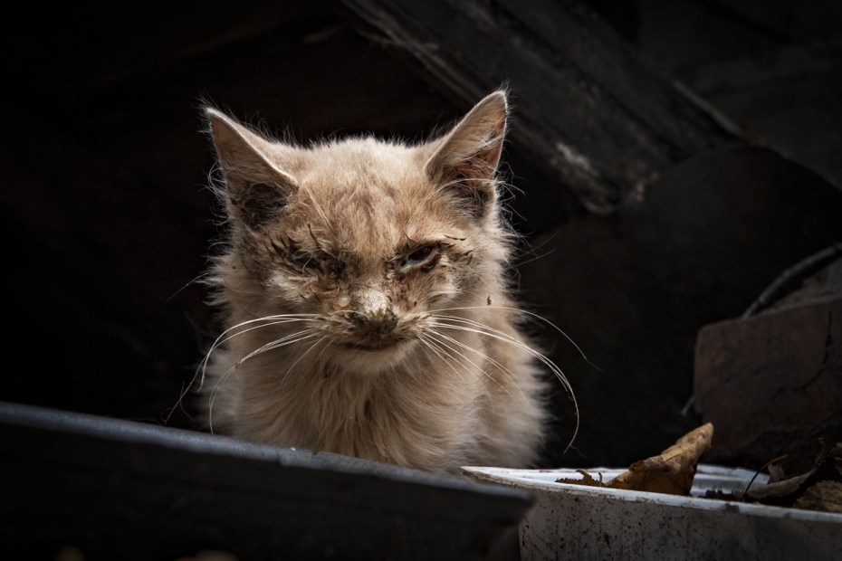 Кошка прячется в темные места
