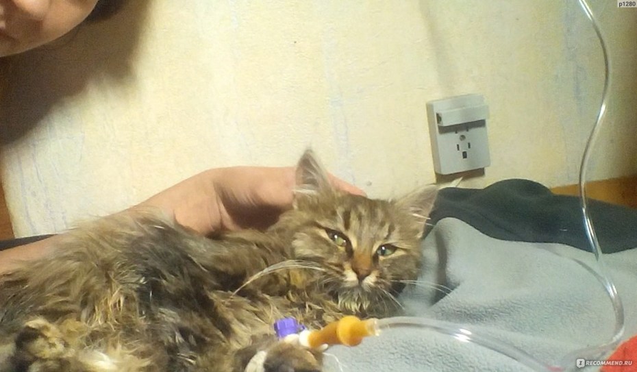 Панлейкопения у котенка 2 месяца