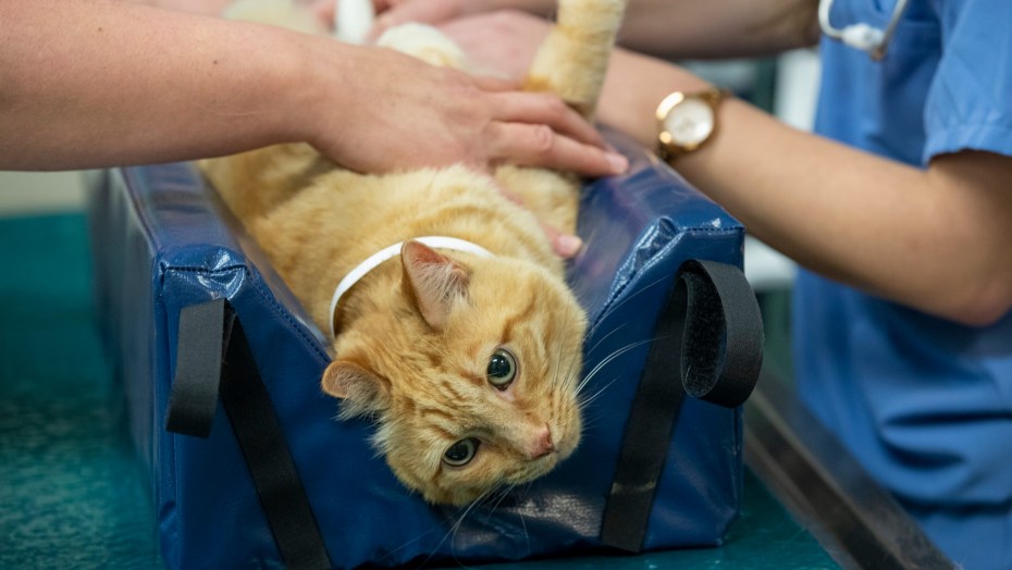 Заболевания котят ринотрахеит