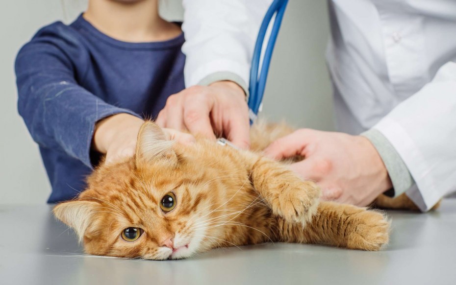 Котенок с панлейкопенией в клетке