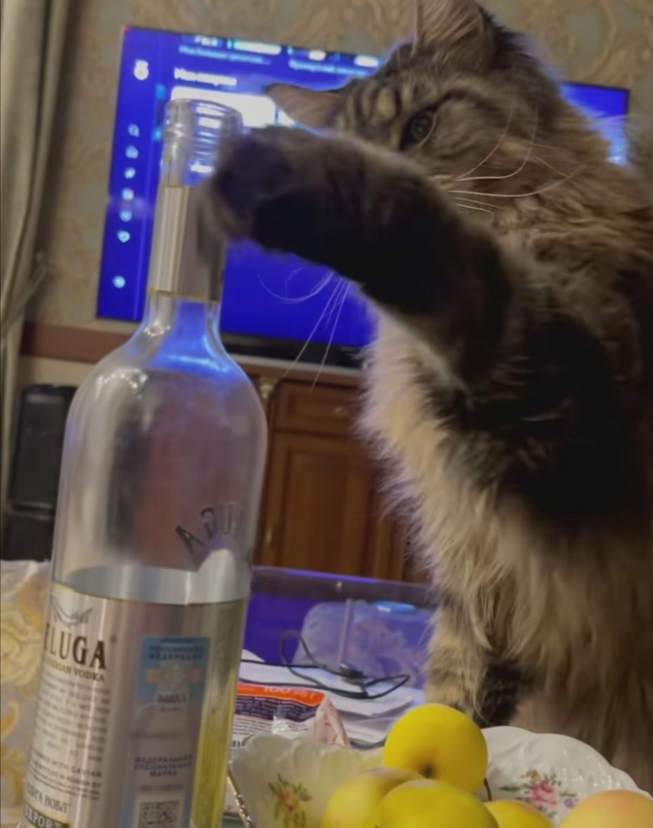 Красивые коты
