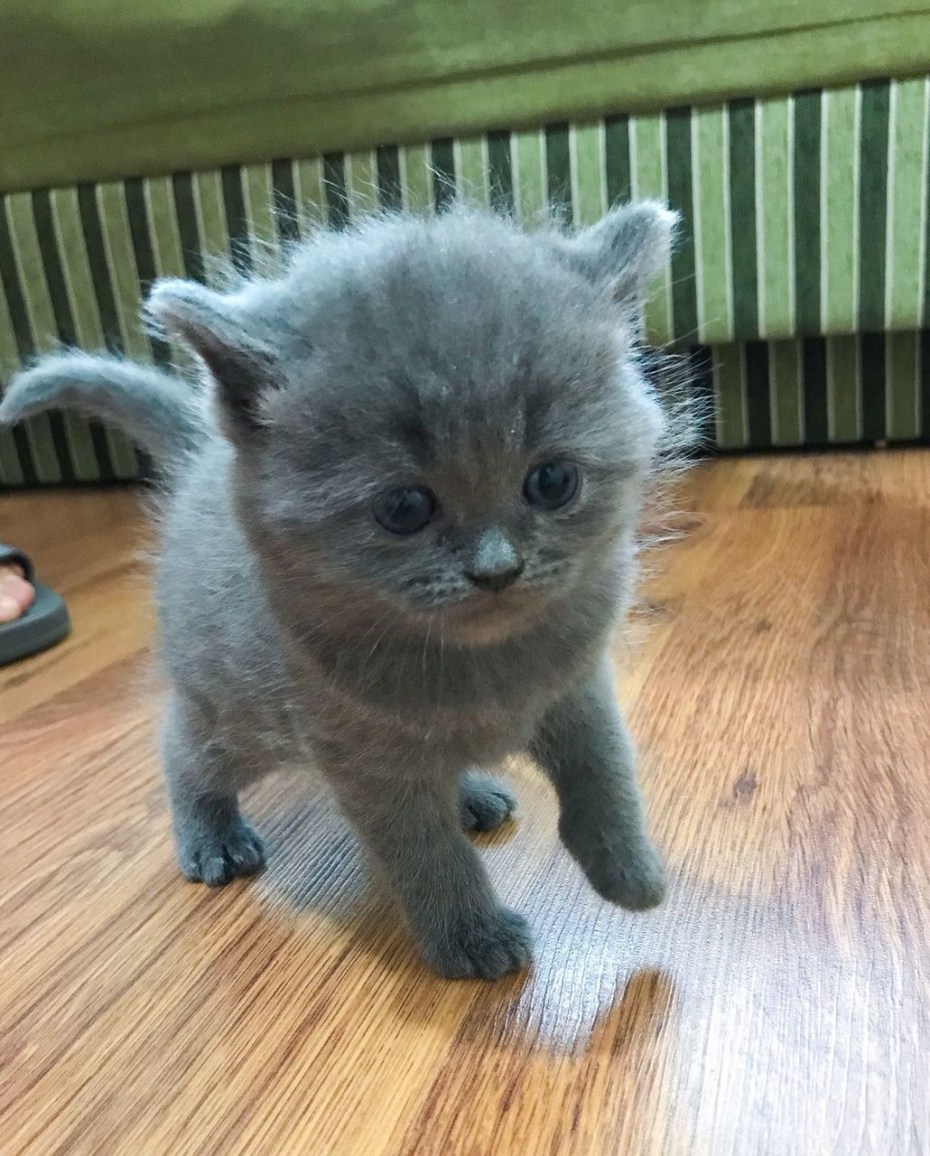 Угарные кошки