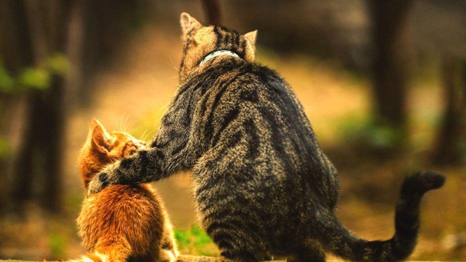 Котят с кошками мамами которые