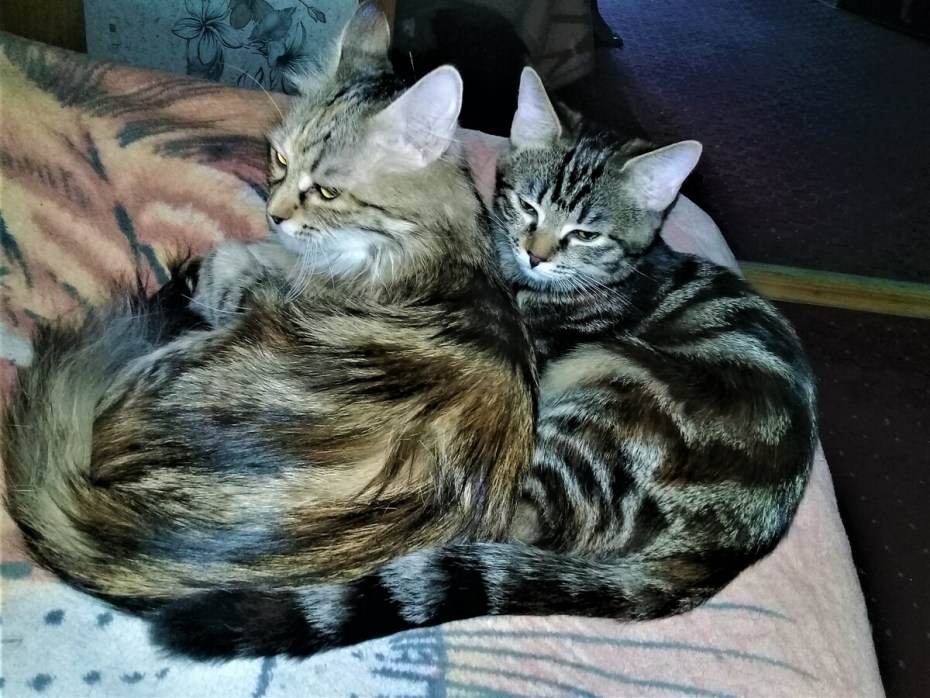 Большой кот кот поменьше плоскогубцы