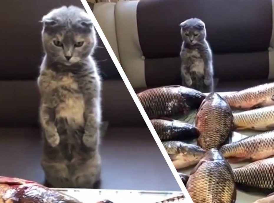 Кошка с котятами