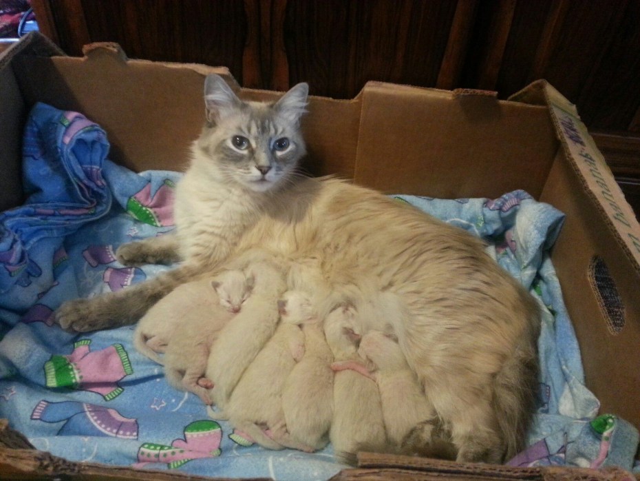 Кошки путешественники