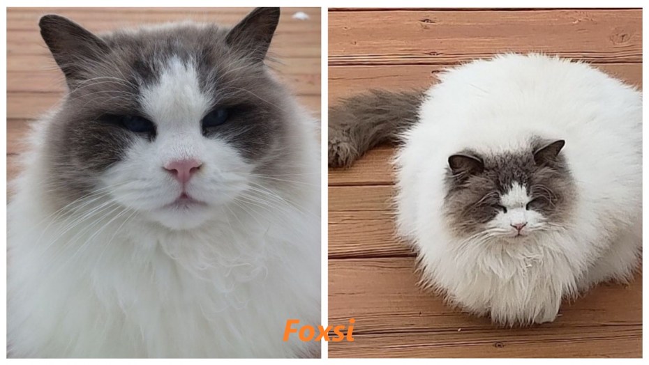 Котики эмоции