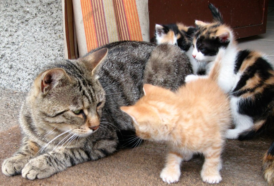 Кот и кошка