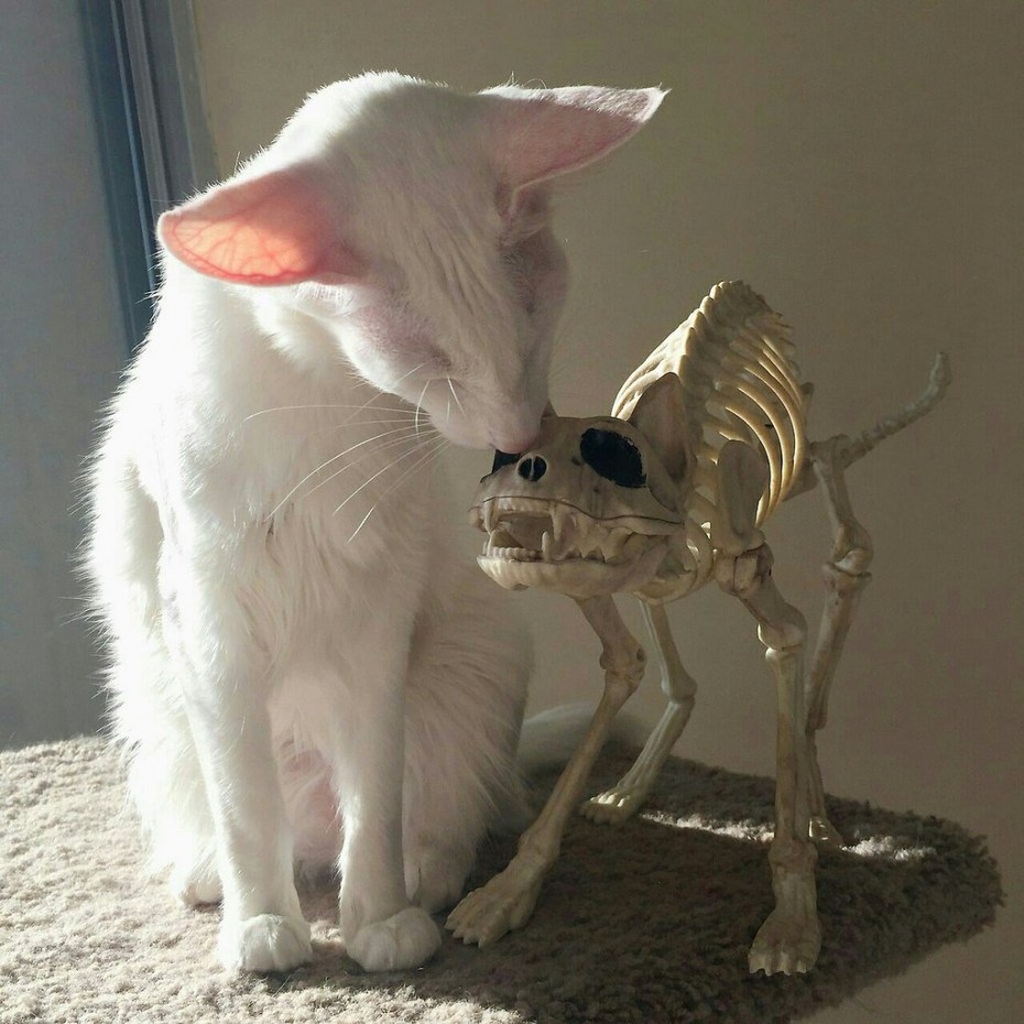 Чужих детей не бывает животные