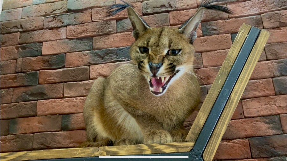 Кот в шоке юмор