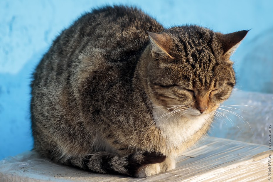 Нелли кошка