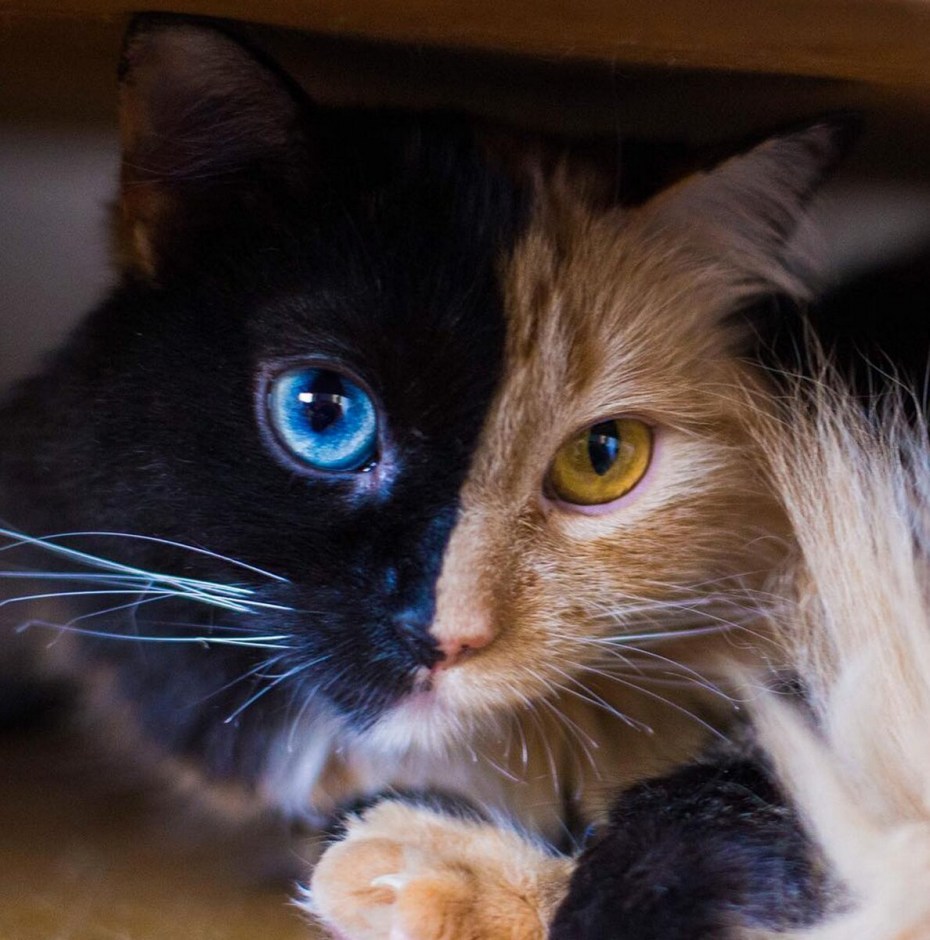 Кусачий котенок