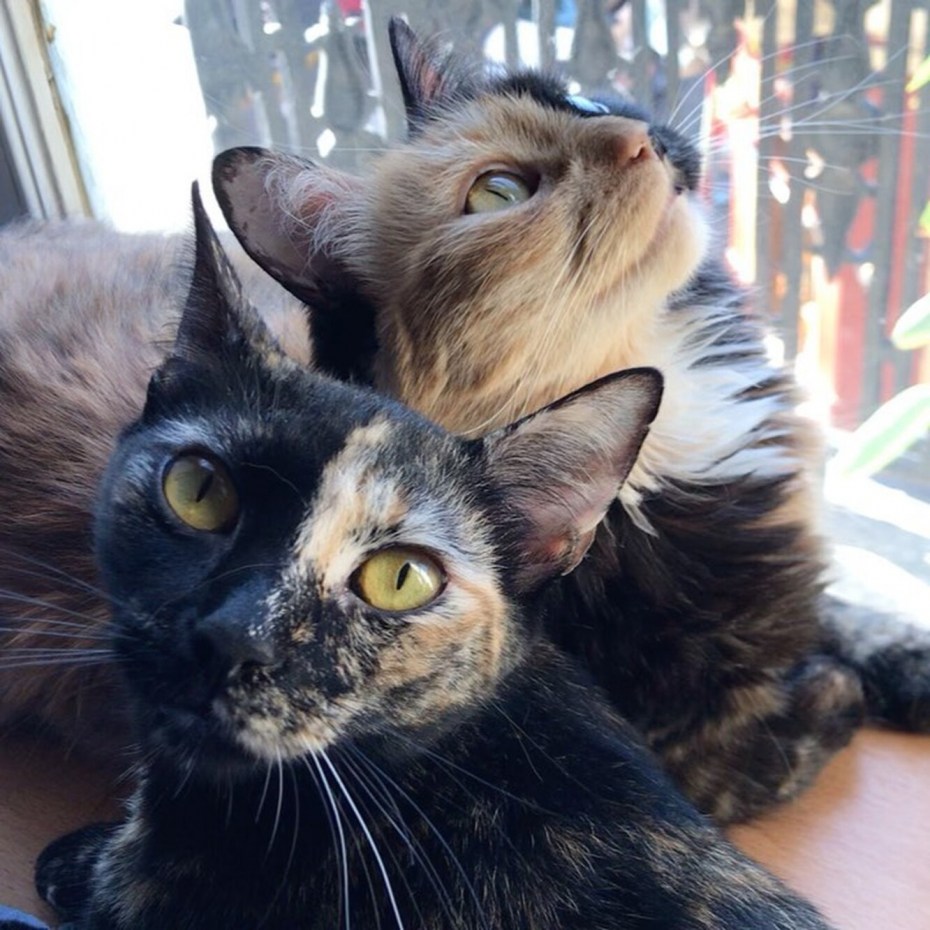 Смешные котики