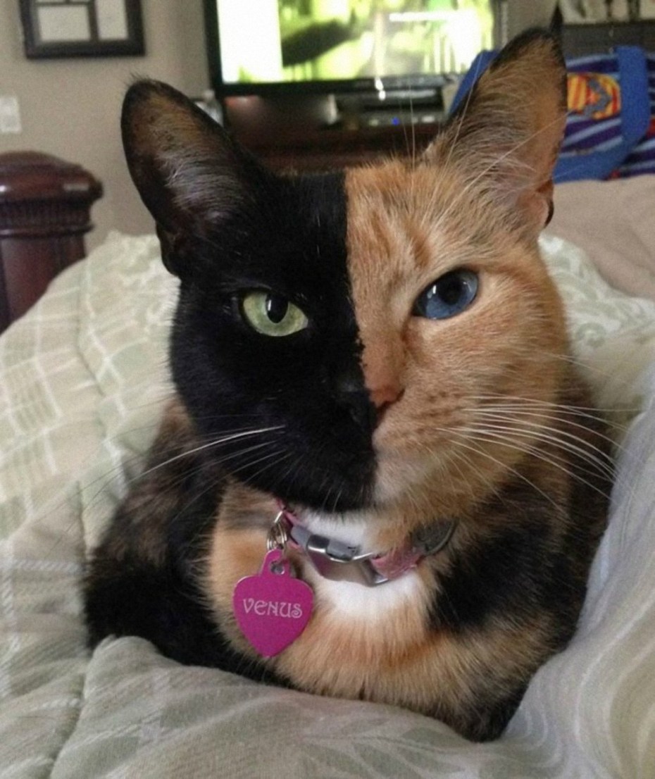 Кошка Фэйт