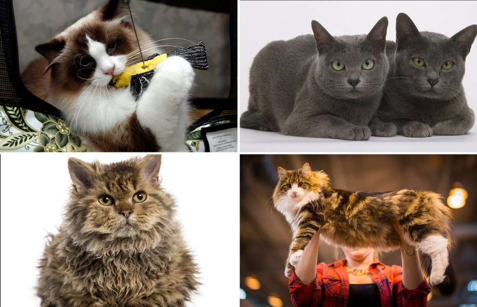 Разные кошки