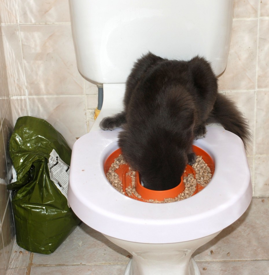 Приучить кота к человеческому туалету