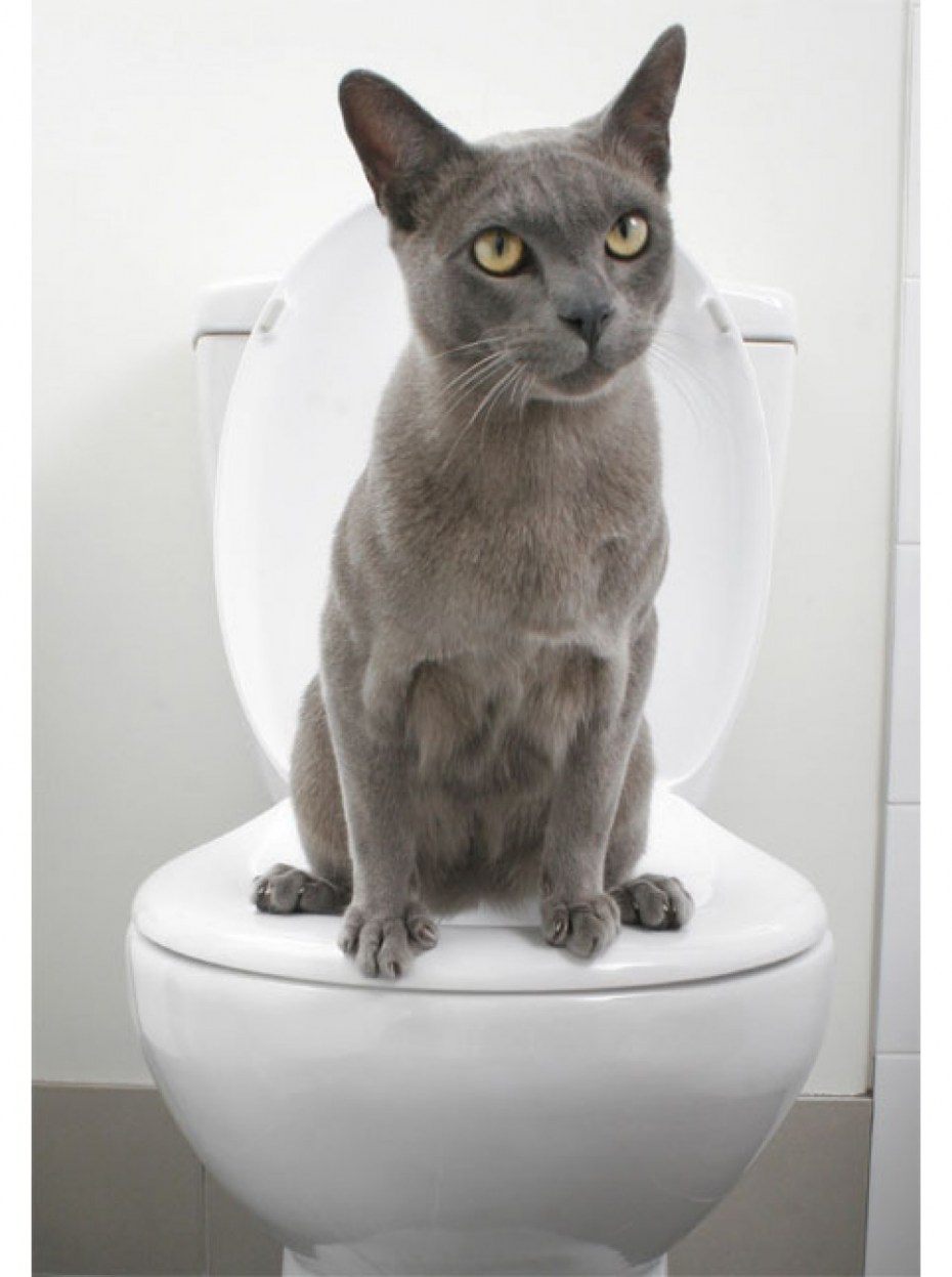 Приучить кошку к туалету