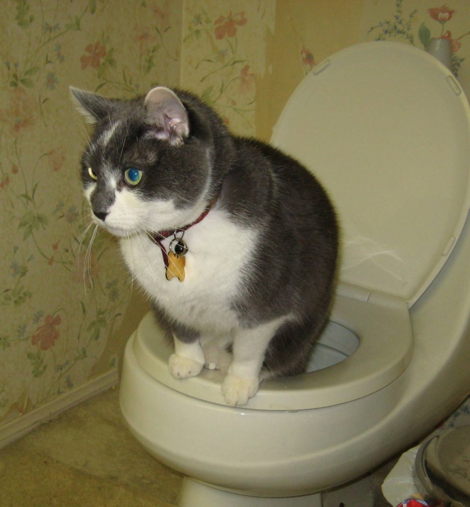 Кот на унитазе