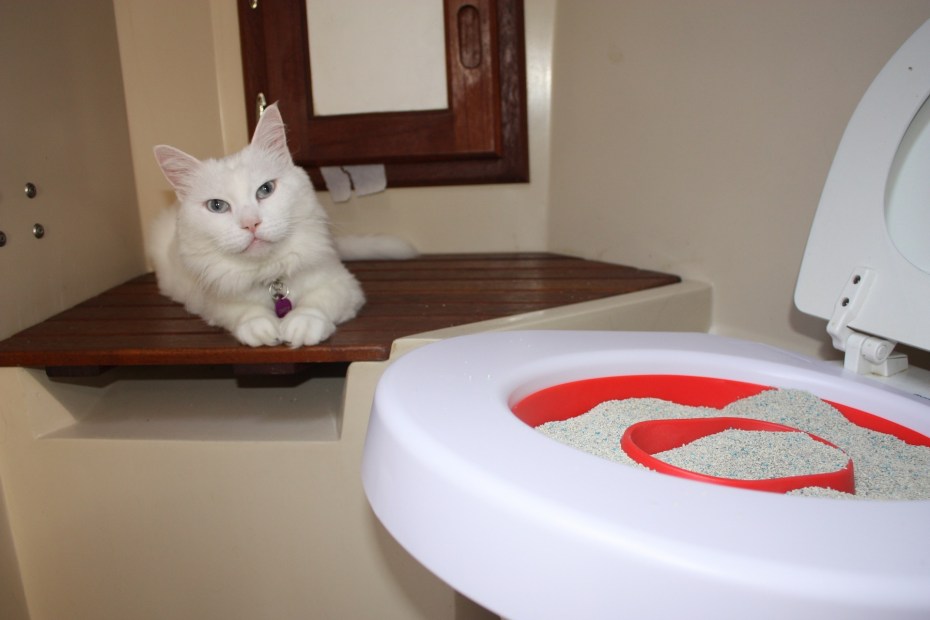 Насадка для приучения кота к унитазу